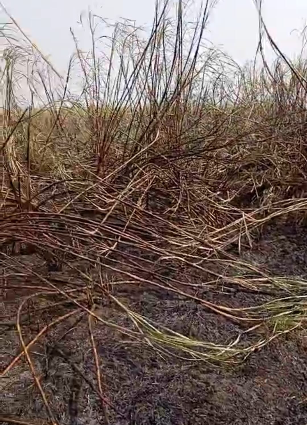 10 bigha sugarcane crop burnt to ashes due to fire