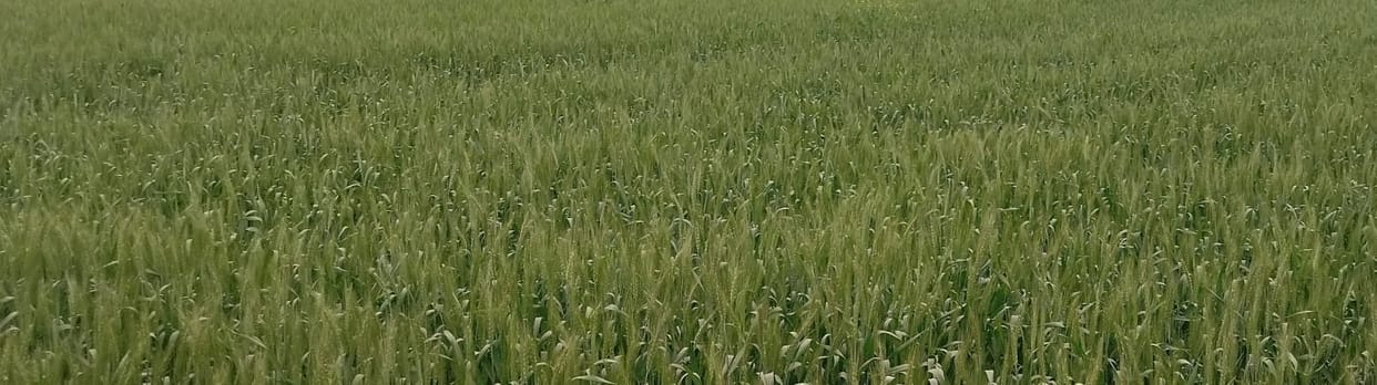 Strong winds increased the worries of farmers