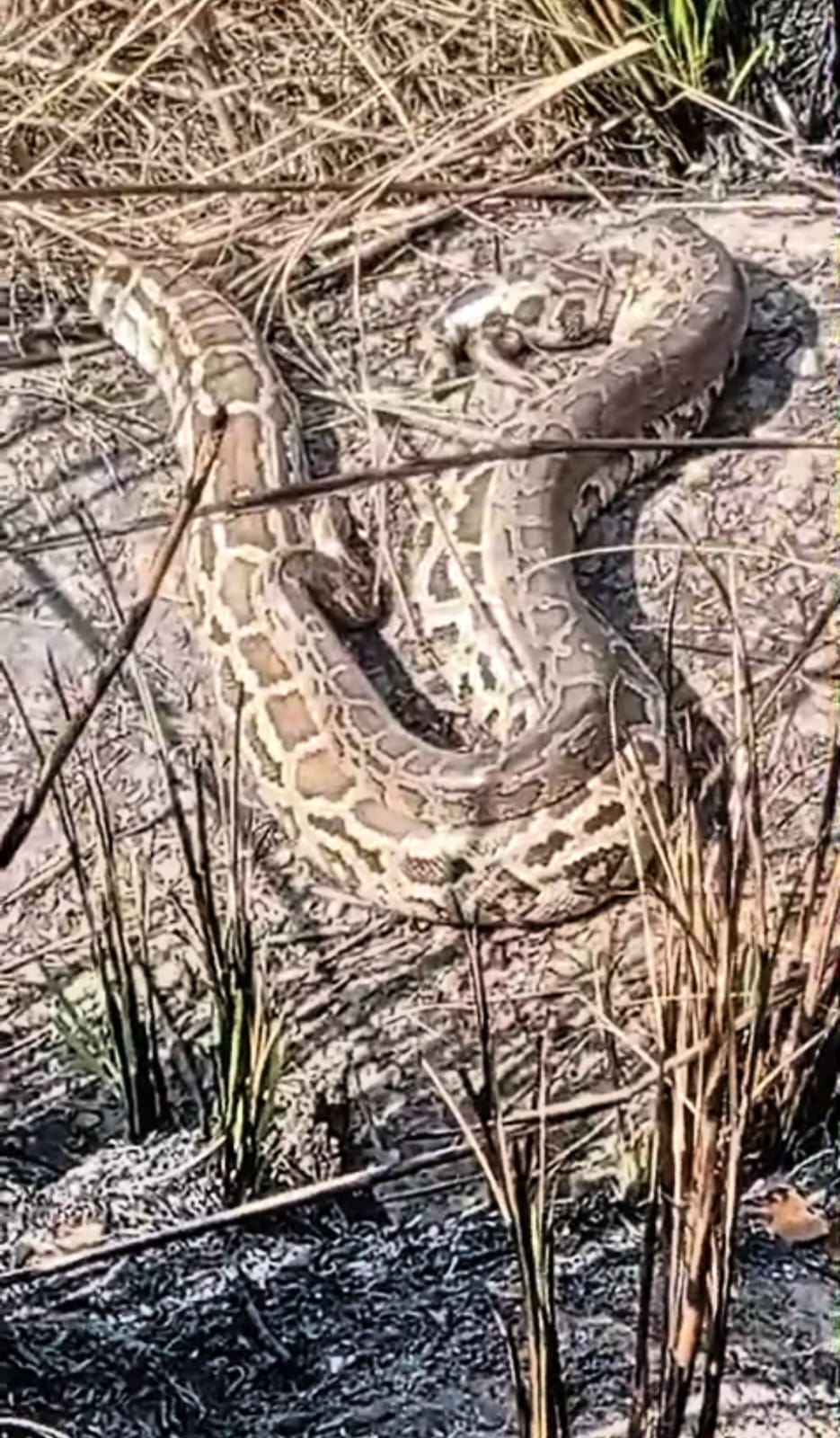 Two pythons found on Ganga Canal track road created panic, rescued by forest department
