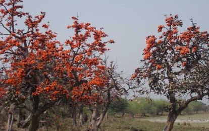 The era of Tesu colours is waning, herbal gulal takes over the Holi market