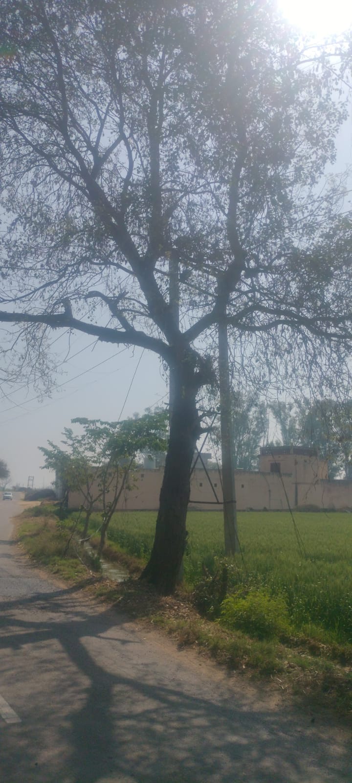 Two friends died after their bike collided with a tree after a nilgai appeared in front of them