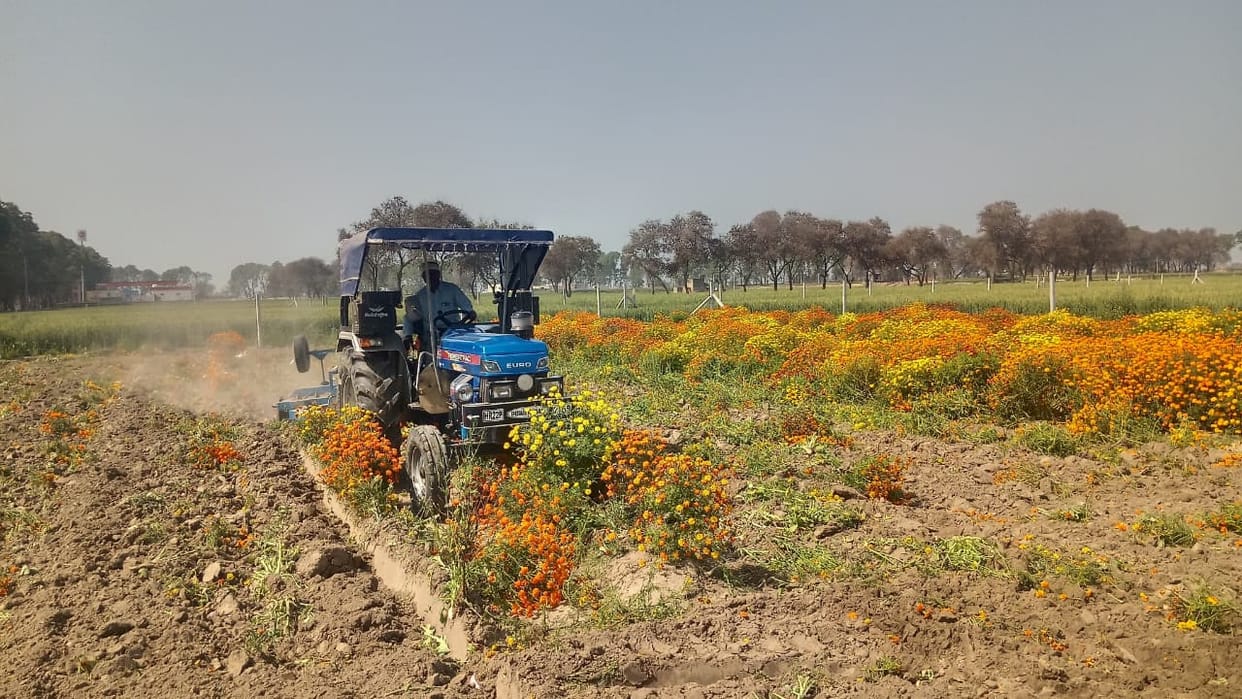 Unable to get a fair price, the soil lost its fragrance to the flowers, and a tractor ran over the crop