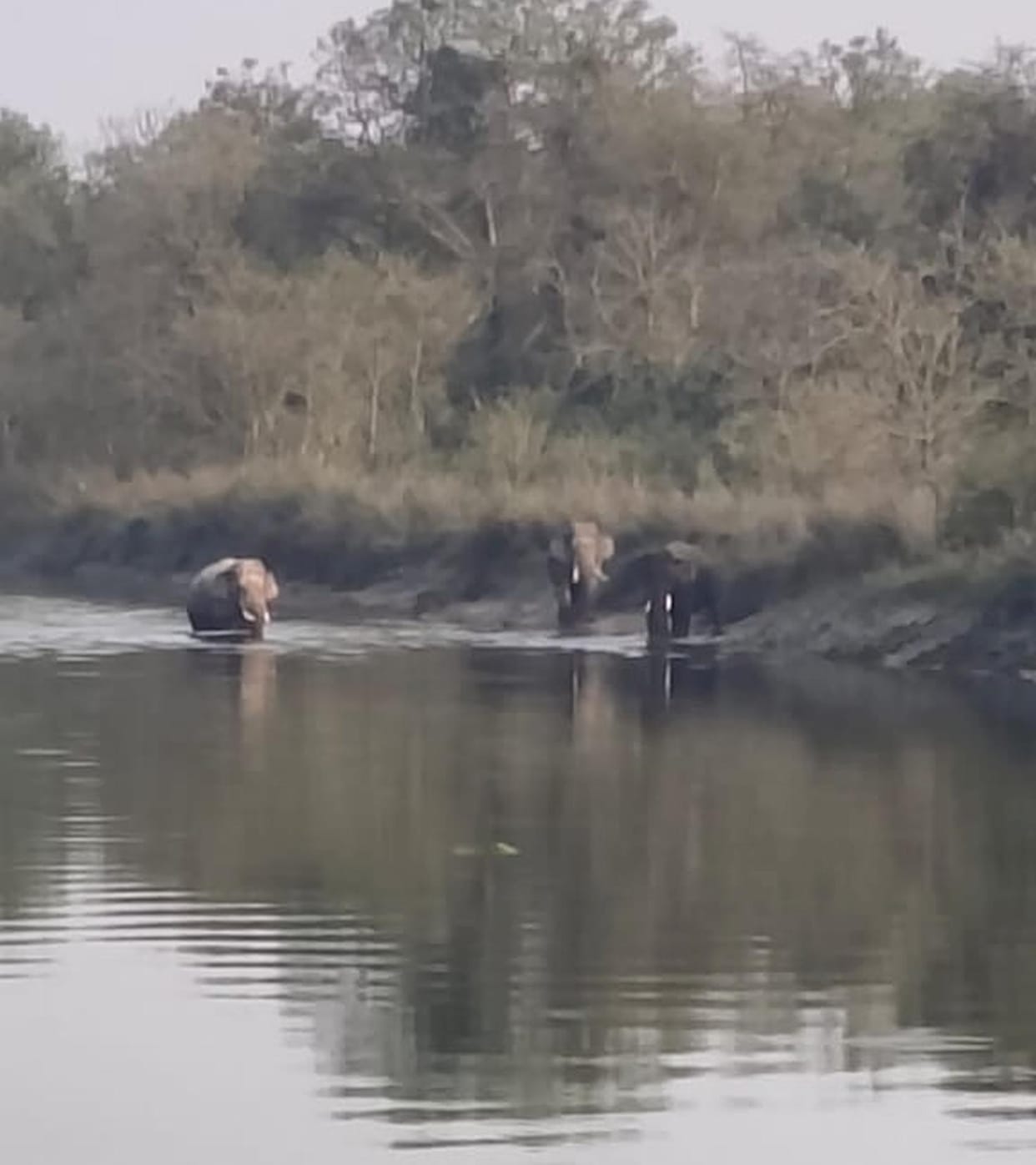 A herd of elephants was seen on the banks of bridge number 12.
