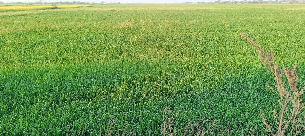The scorching sun has brought a cloud of crisis to the wheat crop.