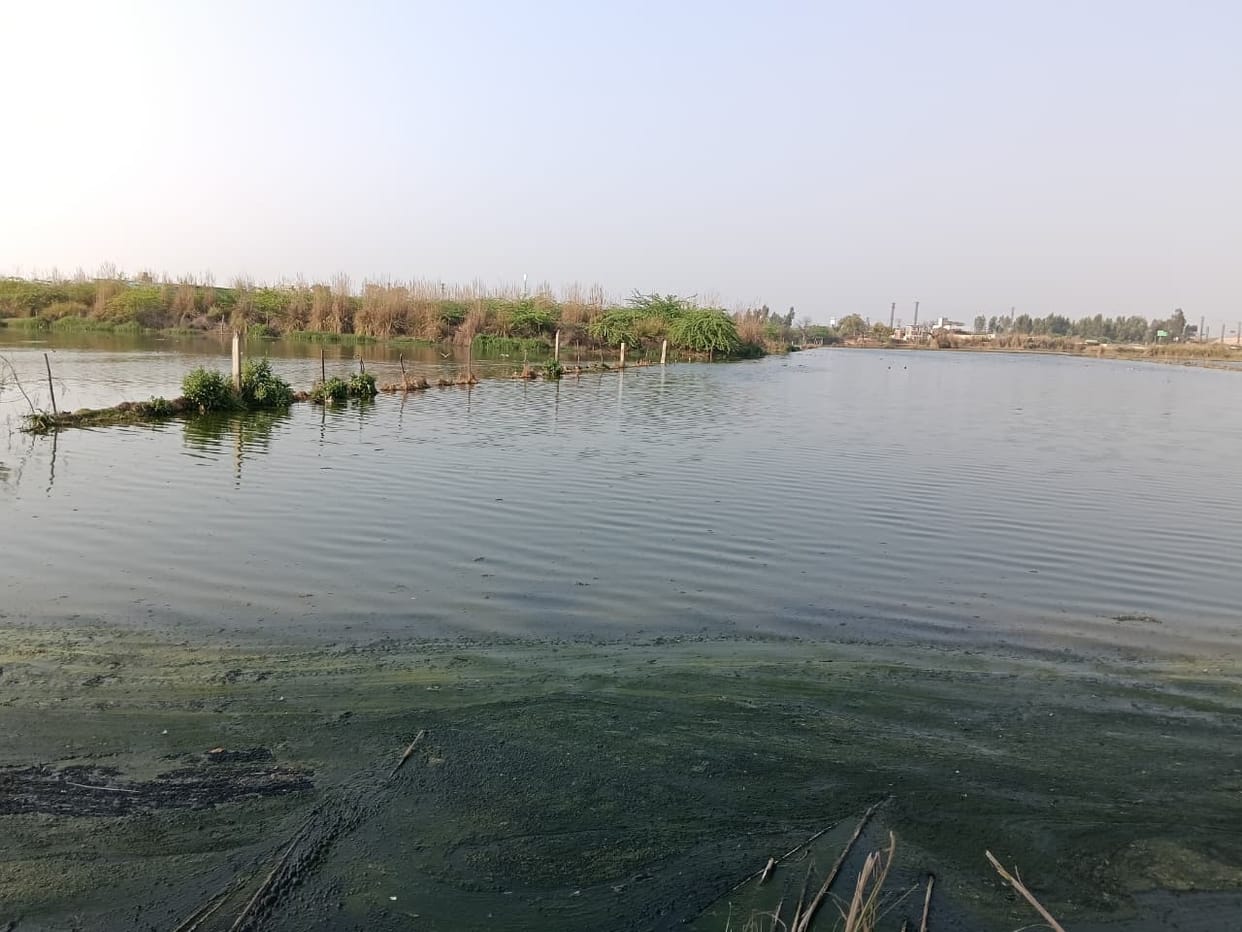 STP overflow destroys 338 acres of crops, reports of losses of 290 farmers sent to headquarters