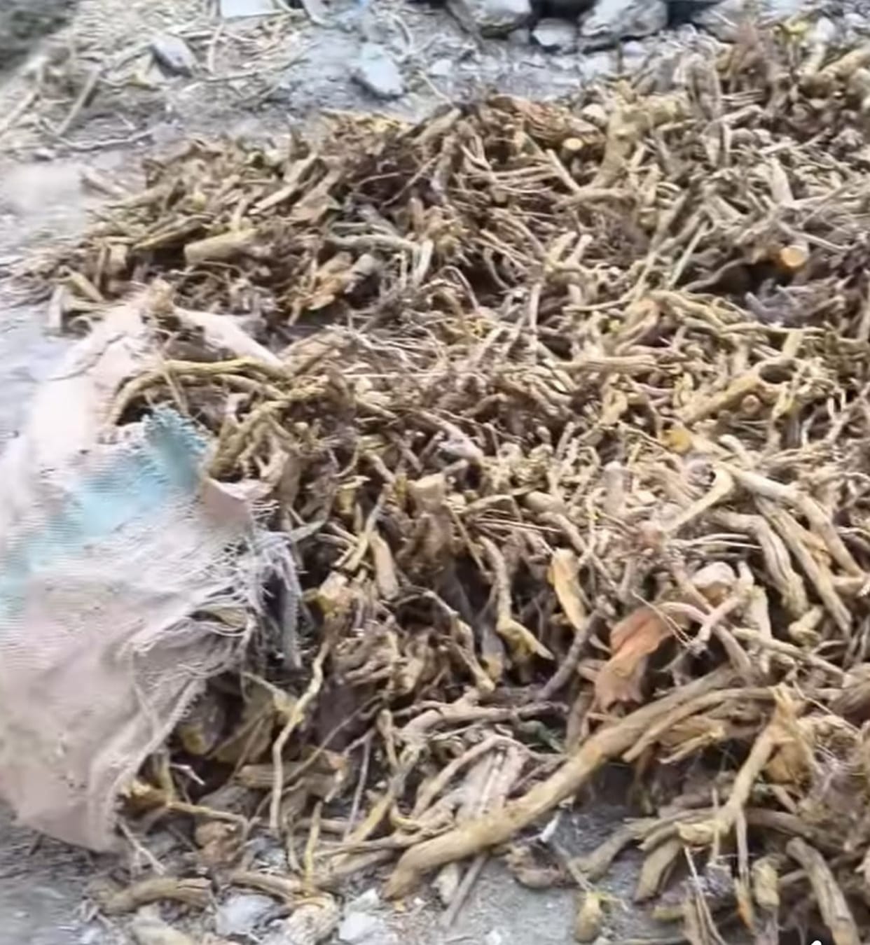 Contractors digging up the roots of Kashmal from government land and filling their pockets