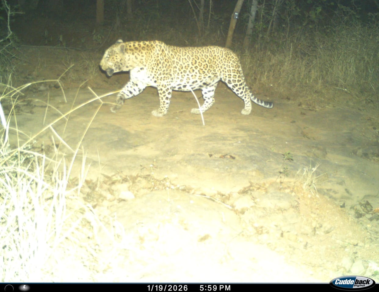 Tigers and bears seen in the forests of Rujhua, along with pilgrimage, there will also be an opportunity to see wildlife.