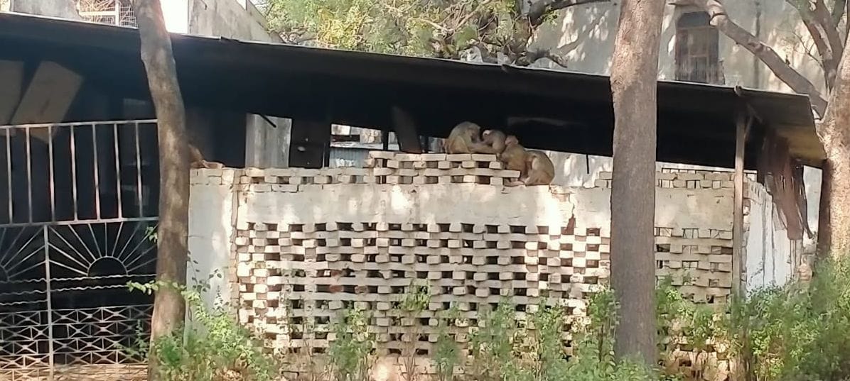 Residents are troubled by the terror of monkeys, the agency made a show of keeping a cage for two days.