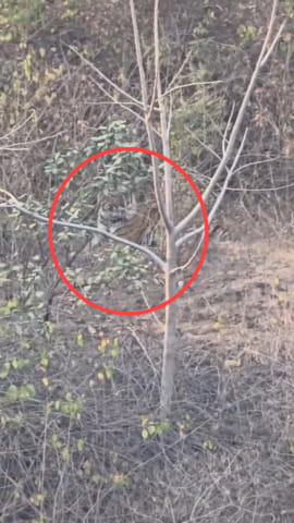 झाड़ियां में छिपा बाघ