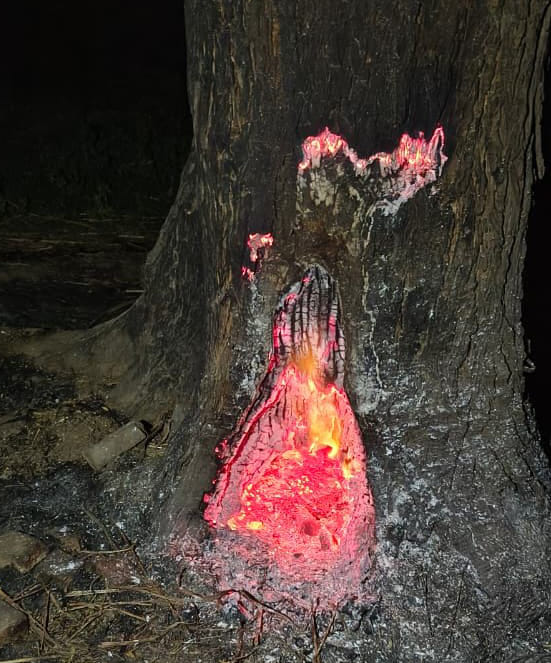 People were scared seeing the burning tree