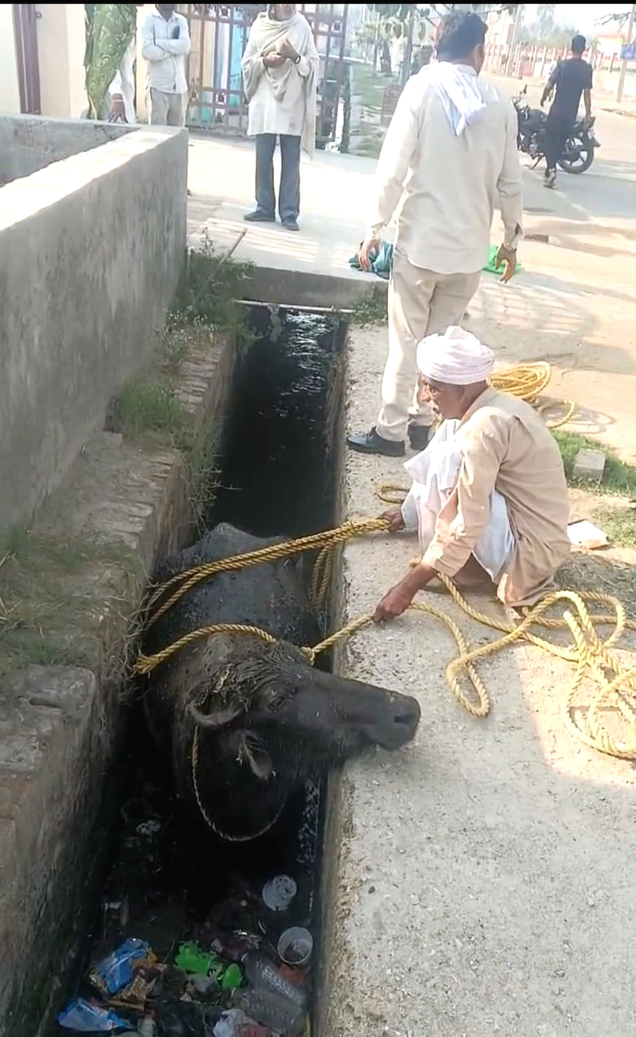 The dirty drain on Kapil Muni Road is becoming a death trap for animals.