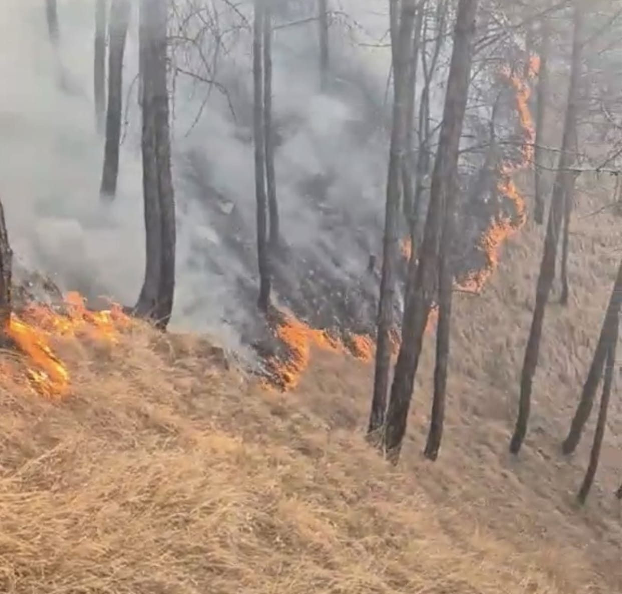 Forest fires continue unabated in Nithhar