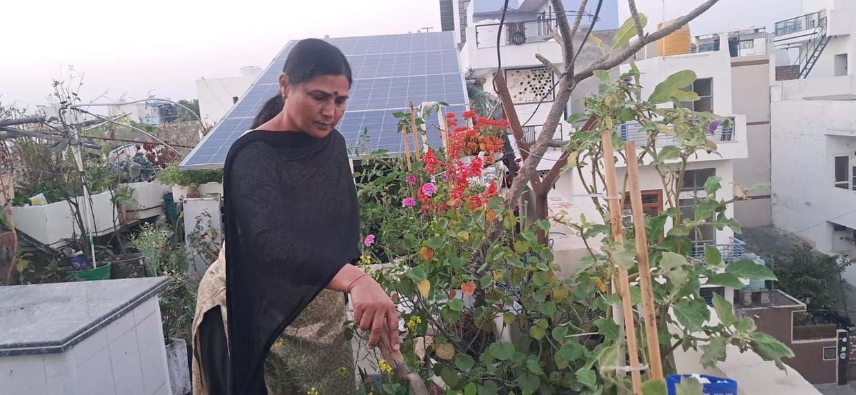 The rooftop has been green for 15 years, and the garden now has 300 plants.