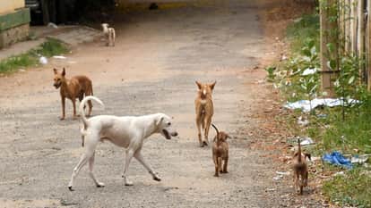 girl was bitten by dog in Gonda referred to Lucknow in critical condition