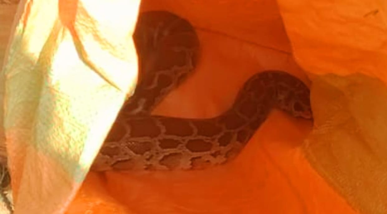 Six-foot-long python seen in the field, causing panic
