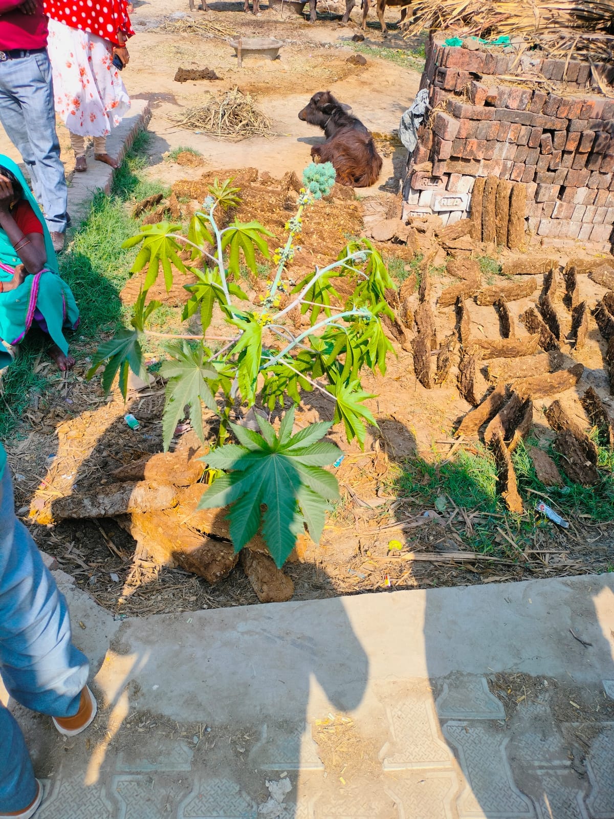 In Bundheli Naankar, the administration resolved the dispute by organizing Holi.
