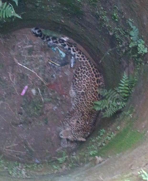 Female leopard falls into a well, rescued by forest department