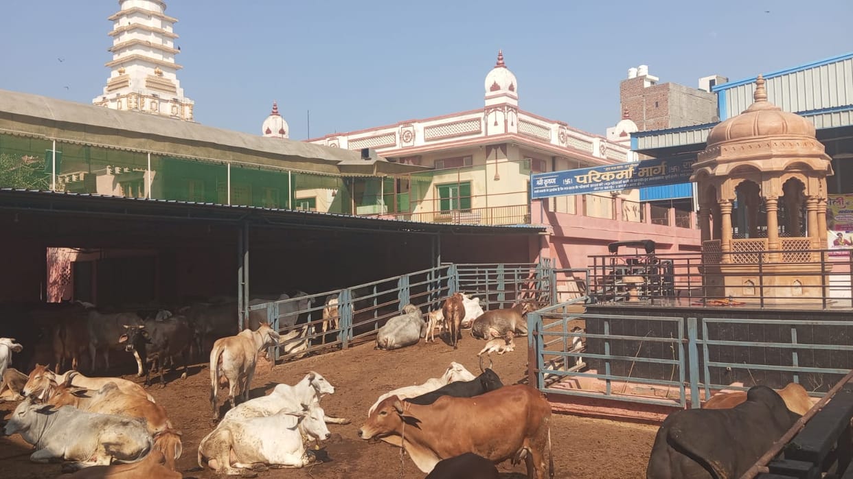 The challenge for cow shelters... Government aid is insufficient, and donors are providing support.