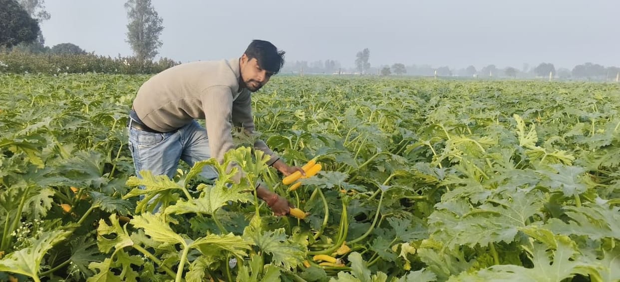 Vegetable farming improved economic health