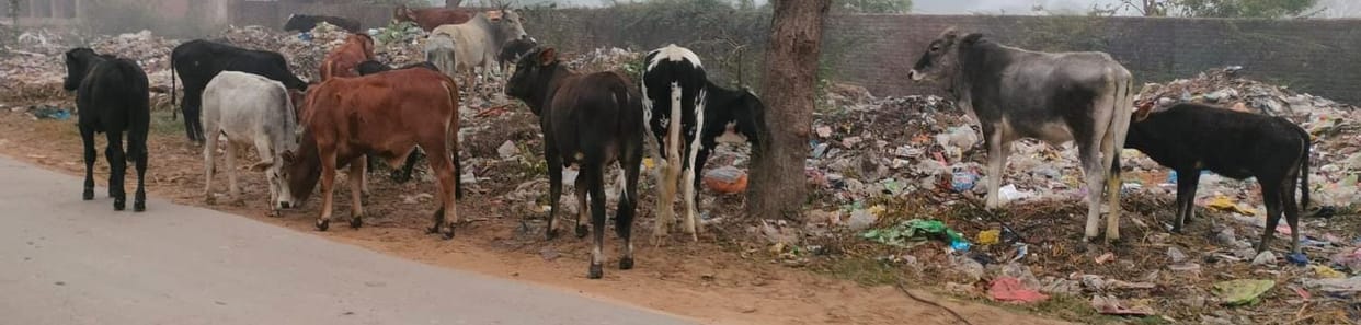 Bull tramples old man to death