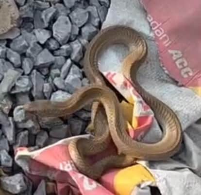 Coiled cobra snake amidst construction material sparks panic among labourers.