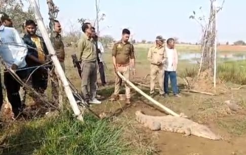 A 10-foot crocodile arrived in a sugarcane field