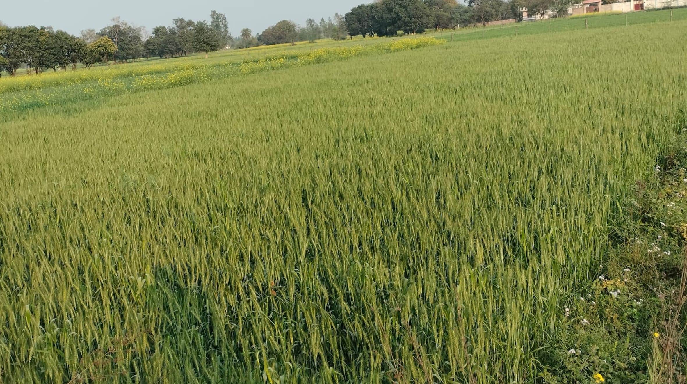 मौसम बदलाव के बाद पीली पड़ी गेंहू की फसल।