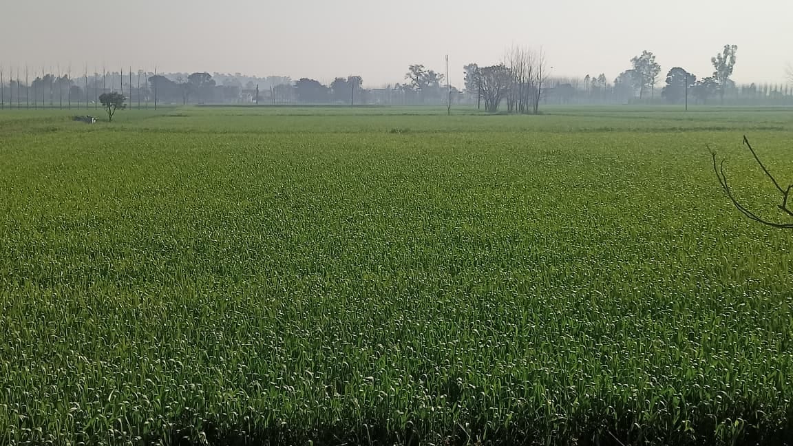 The risk of wheat grains shrinking due to rising temperatures