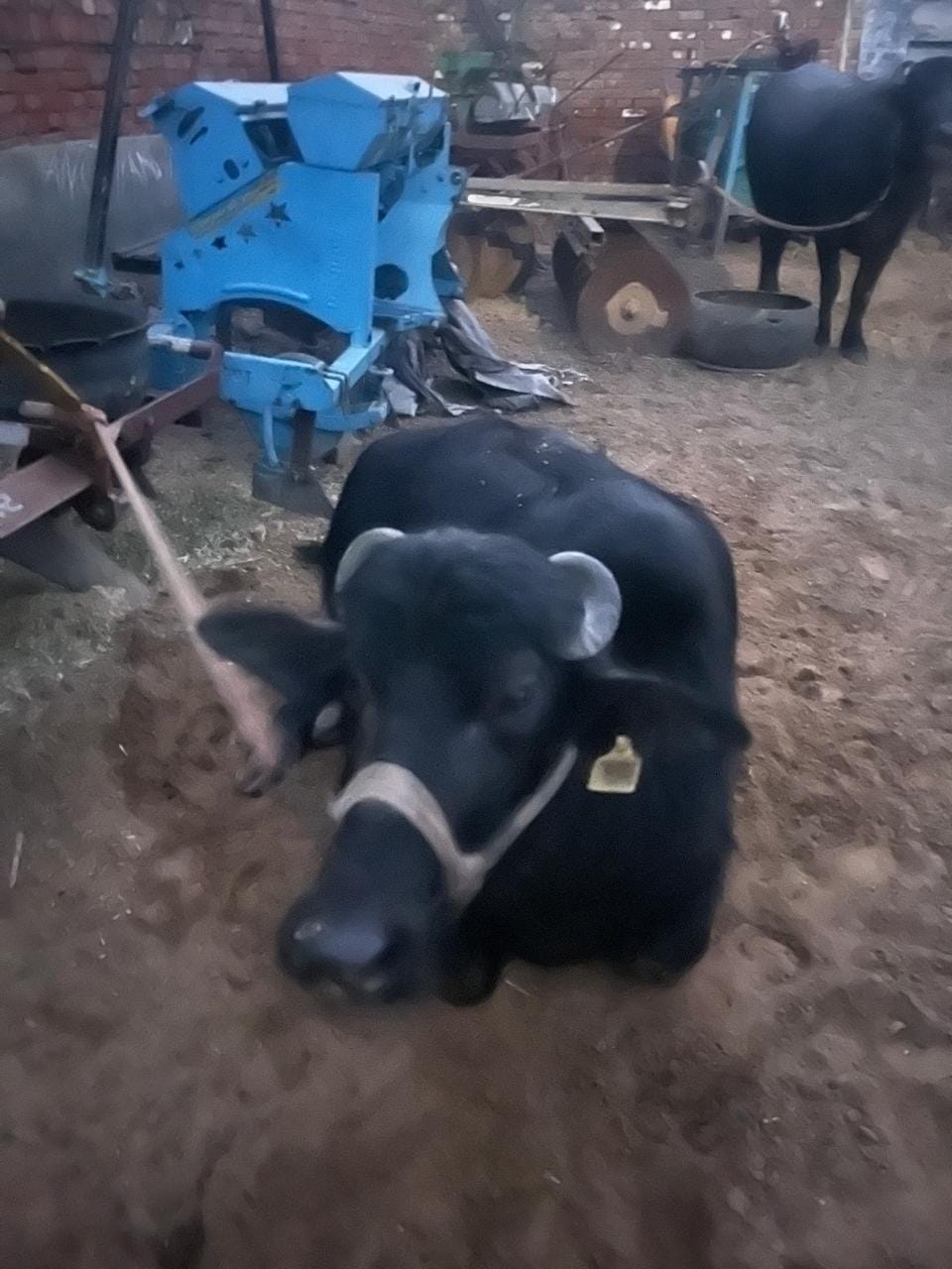 25 livestock lost in Sunderehti in the last ten days
