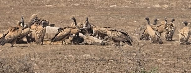 A family of endangered vultures was spotted in Ranipur Tiger Reserve.