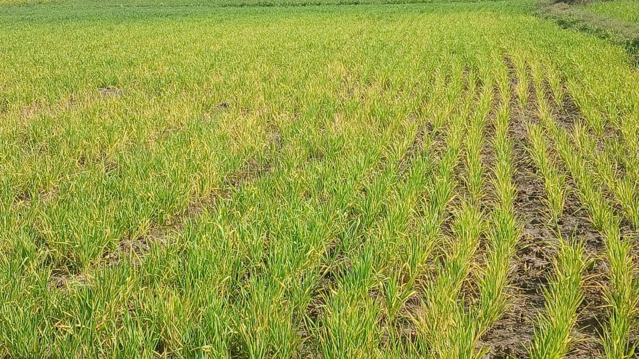 34 degrees Celsius in March, wheat crop turns yellow