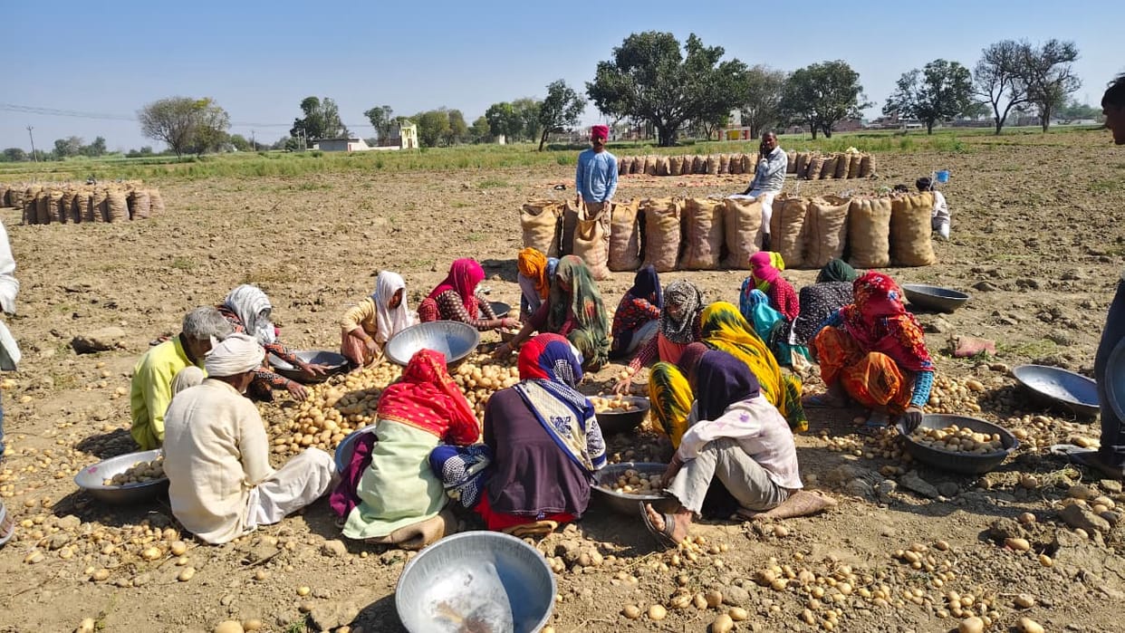 Low yields and rising costs have made potatoes a losing proposition.