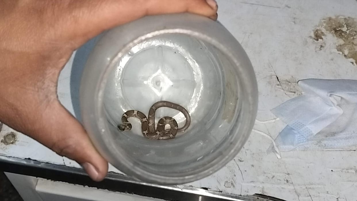 Elderly man bitten by snake, taken to hospital in box