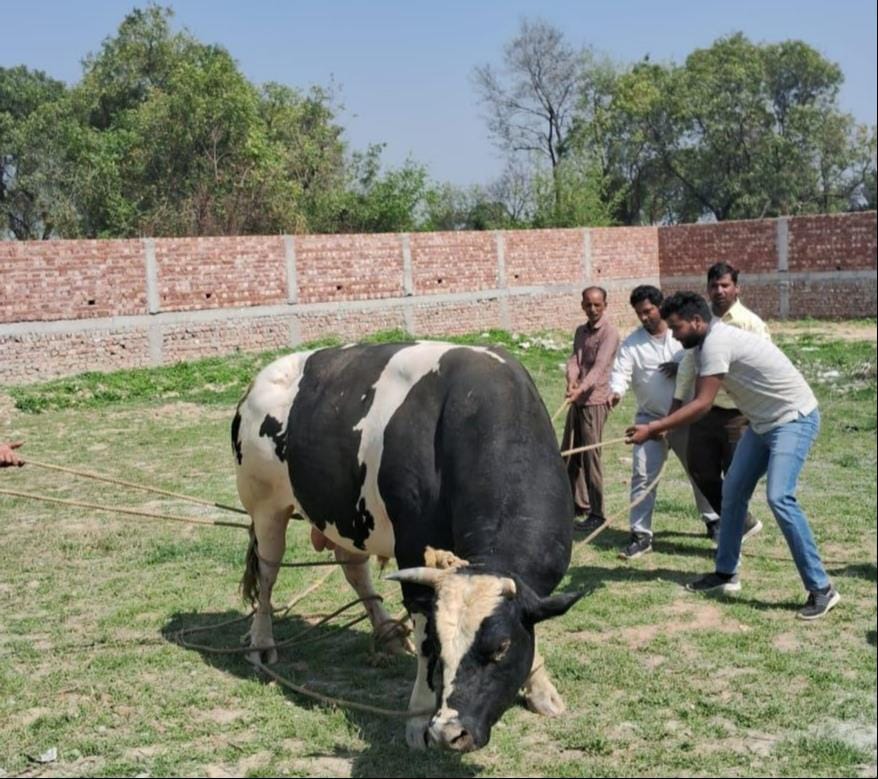 The bull that killed the old man was caught and sent to a cowshed.