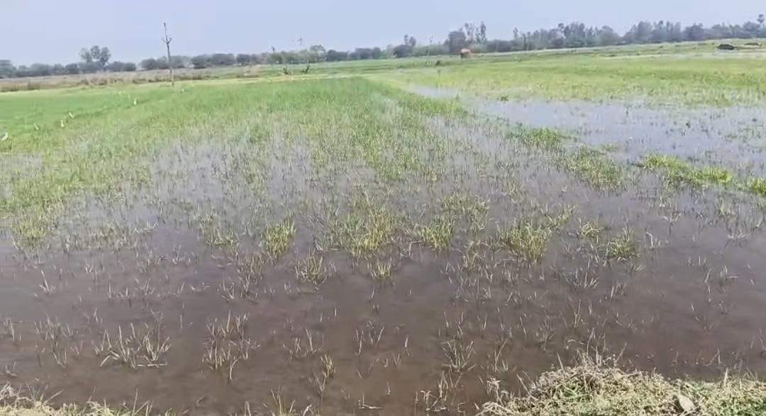 Hundreds of acres of farmland submerged due to waterlogging