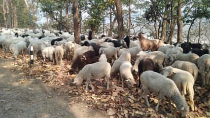 Seven sheep killed after being hit by an uncontrolled bus