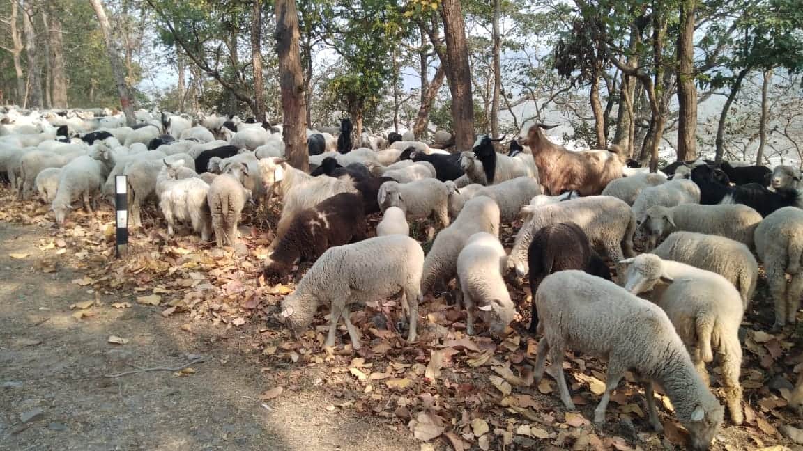 देहरादून रोड पर दुर्घटनास्थल के पास भेड़ें- स्रोत- जागरूक पाठक