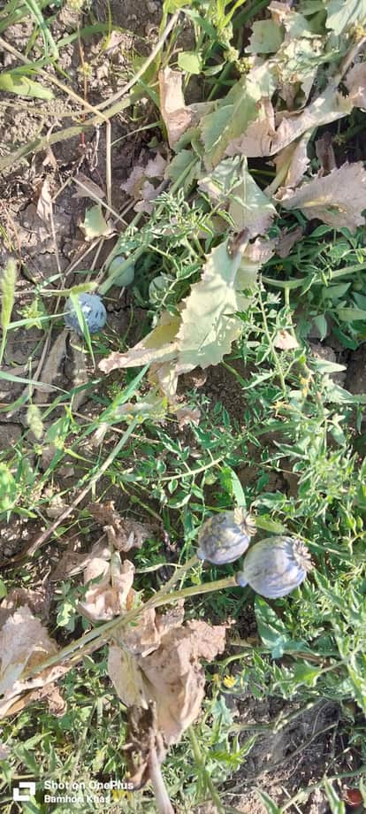 Police action against opium cultivation on teacher's farm crime news