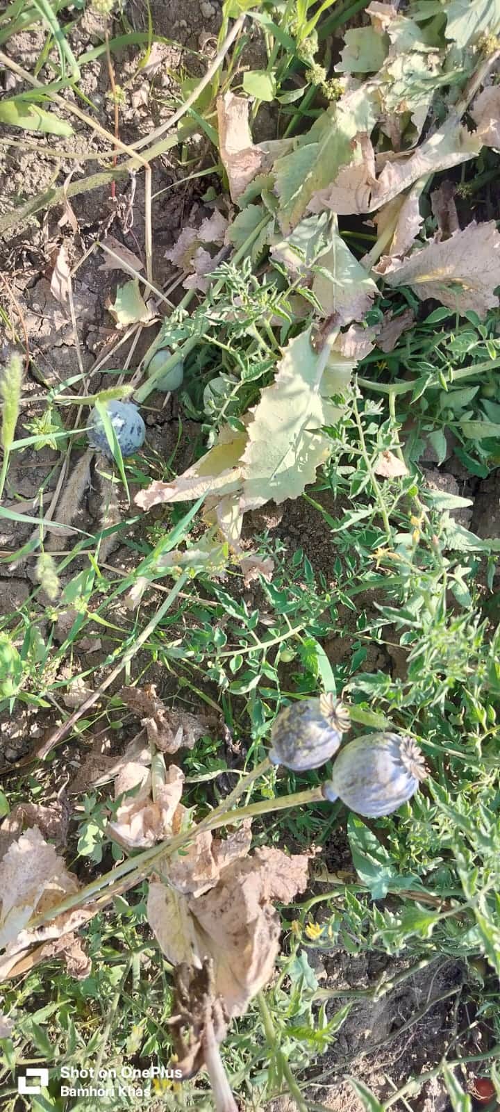 खेत पर अफीम की खेती