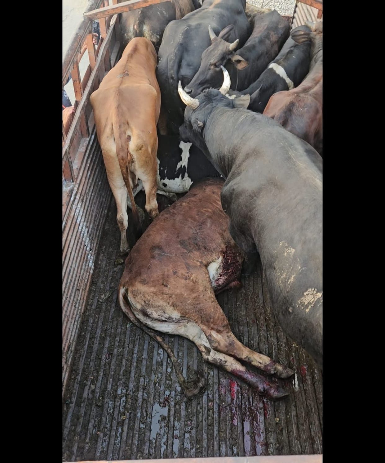 Villagers caught a canter loaded with stray cattle.