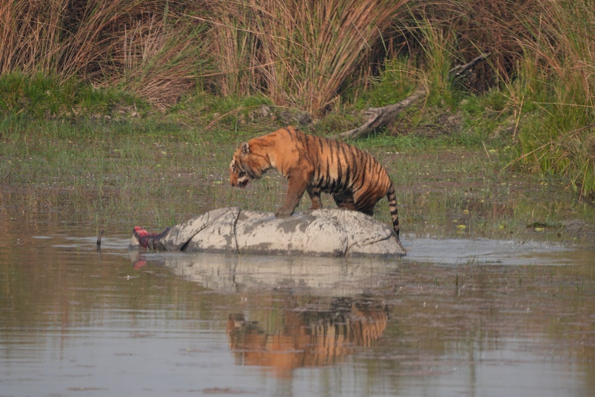 The tiger killed the rhino and then sat on the carcass