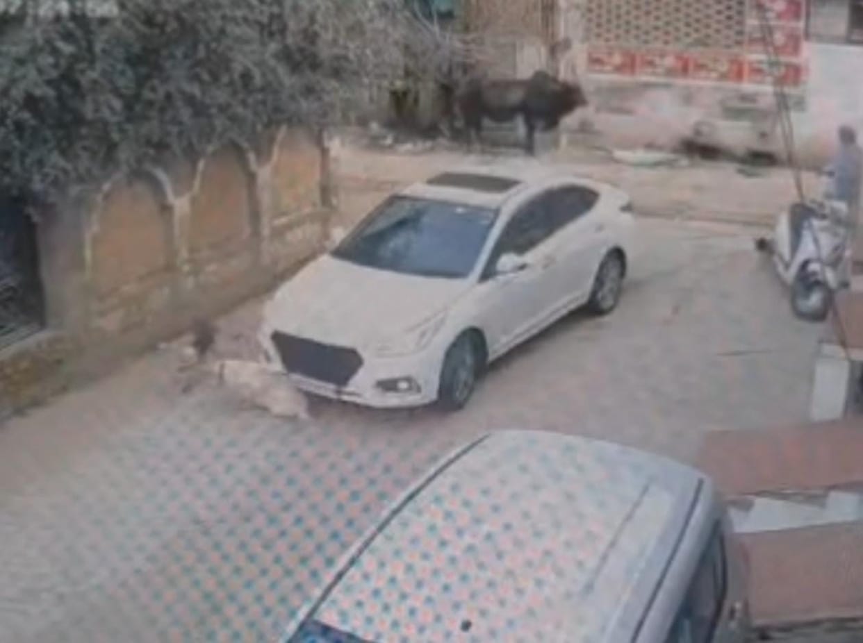 Havoc wreaked havoc on the mute: A young man ran over a pet dog standing in the street with his car.