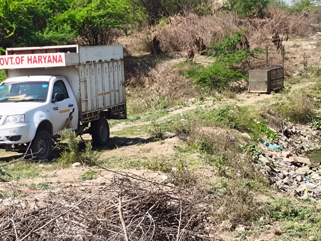 The leopard is not trapped in the cage set up by the forest department.
