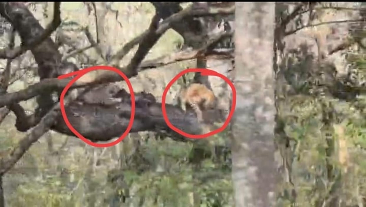 Two leopards were seen together on a tree in Katarniaghat