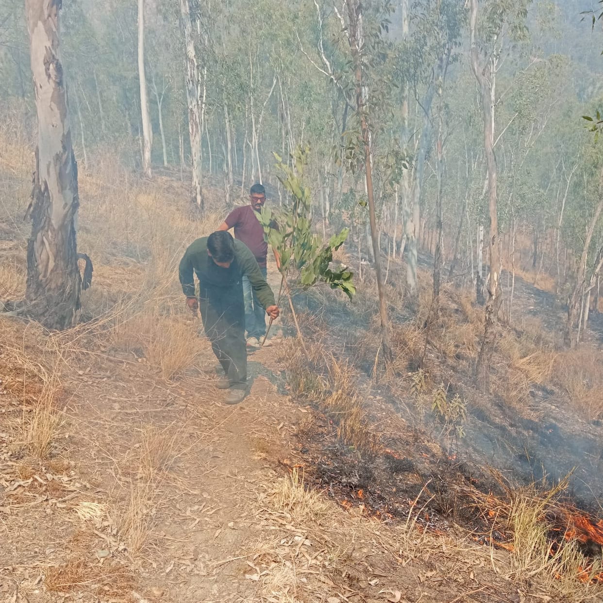 Forest wealth worth Rs 20 lakh reduced to ashes in seven beats of the Forest Department due to fire in Nirmand