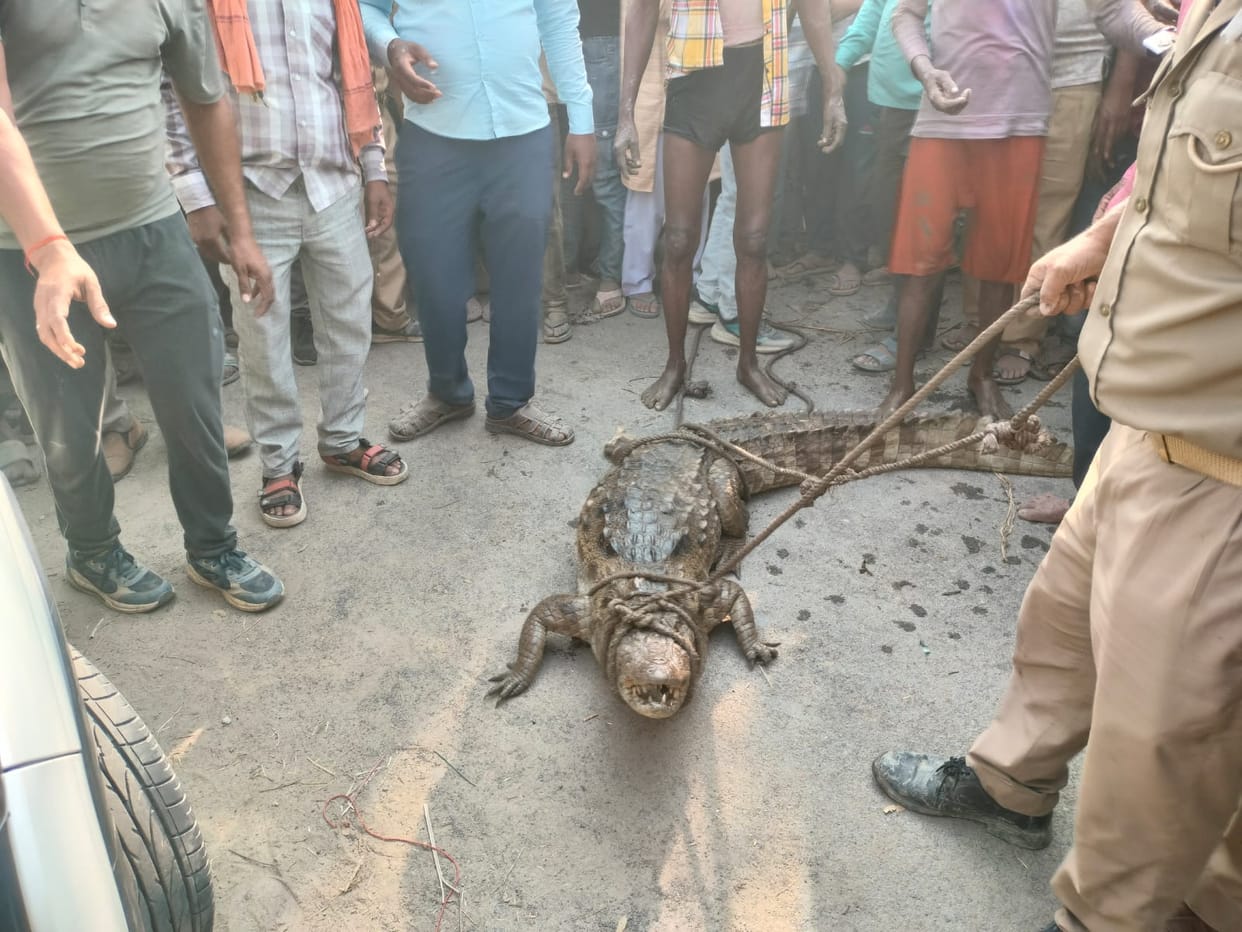 The forest department caught the crocodile that entered the canal
