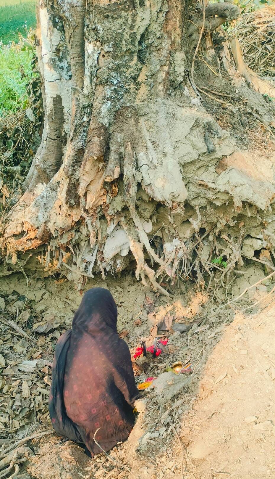 The Peepal tree that fell in a storm two years ago has become straight... worship has started.