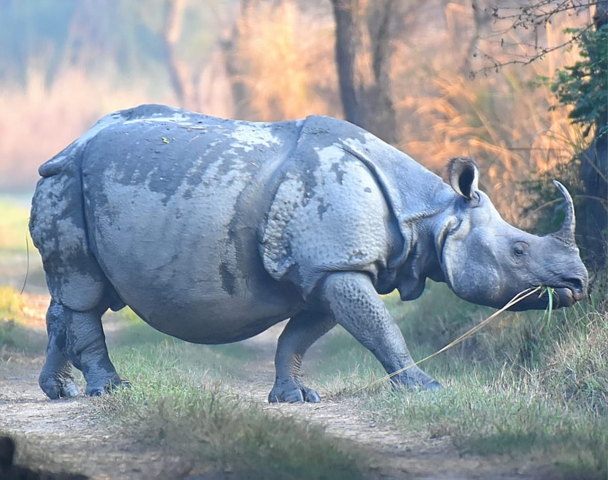 Six rhinos will be released into the wild after DNA testing