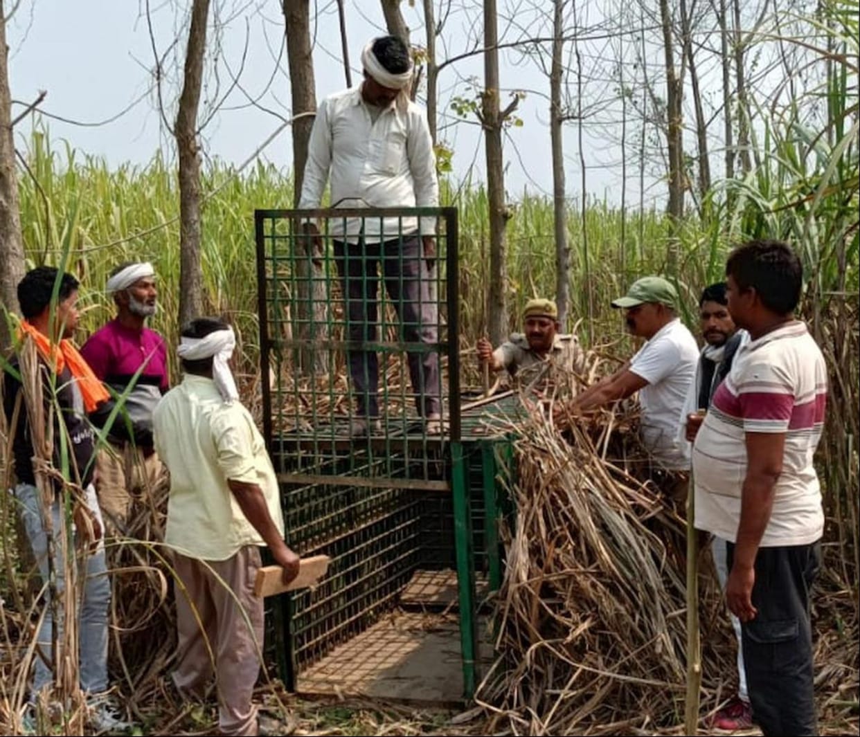 Bajpurwa: Two cages installed to catch the leopard