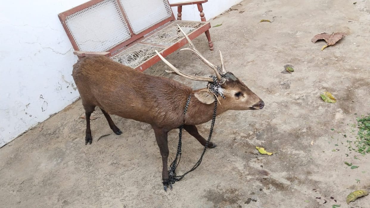 A tiger reached the sugarcane field, villagers saved it with dogs